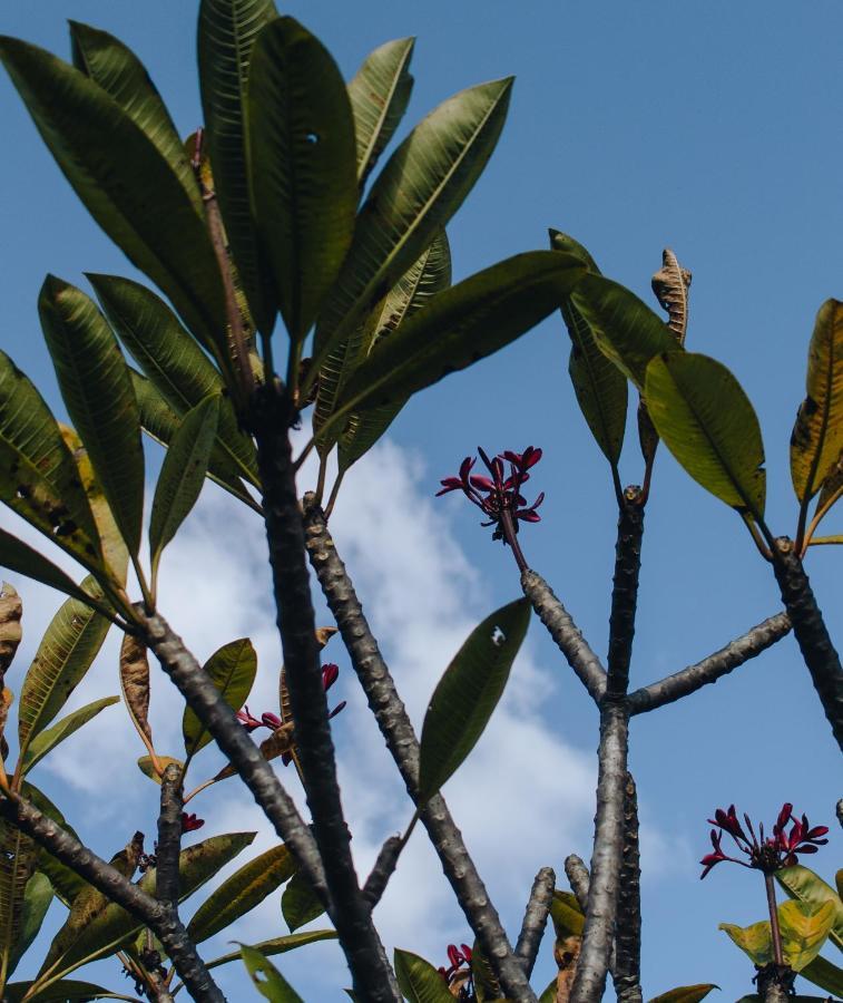 Hotel Vegano Bona Espero Alto Paraíso de Goiás Eksteriør bilde